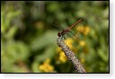 libellen libel insect insecten juffers juffer odonata anisoptera zygoptera waterjuffers fauna waterjuffer larve